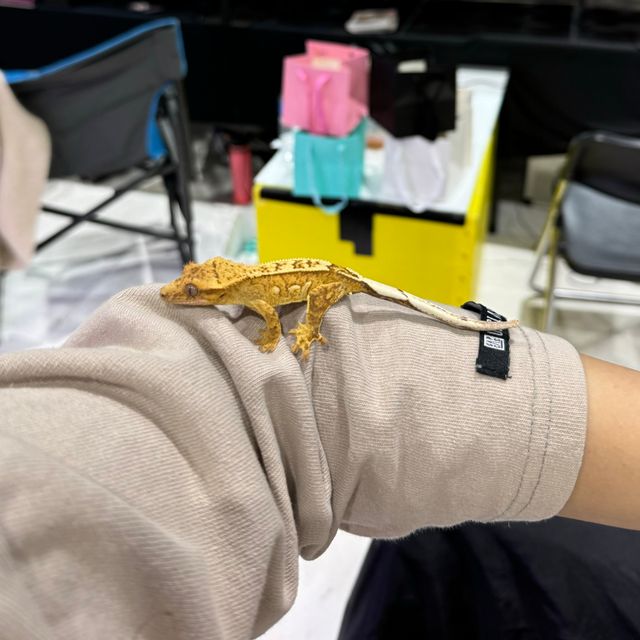 크림시클
