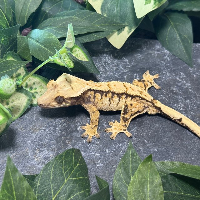 트라이 익스트림할리퀸 드리피