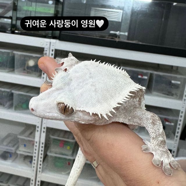 노멀 화이트