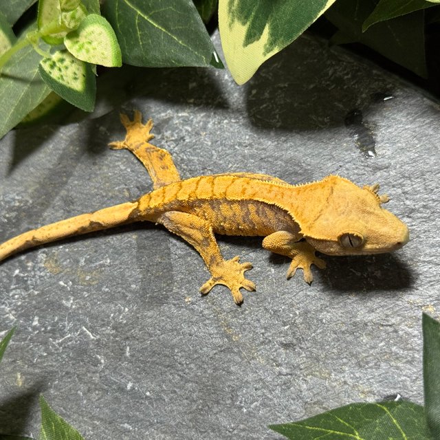 텐저린 트라이 익스트림할리퀸