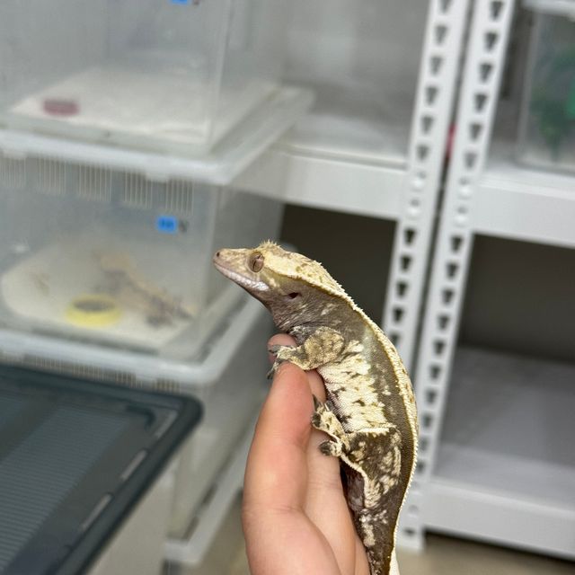 쿼드 화이트