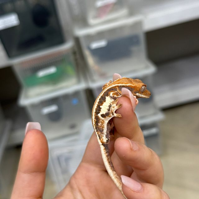 프라푸치노
