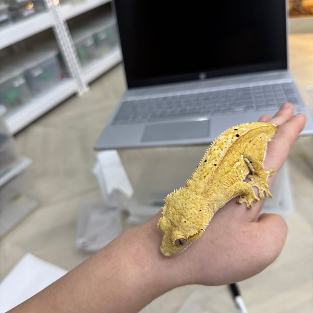 크림시클