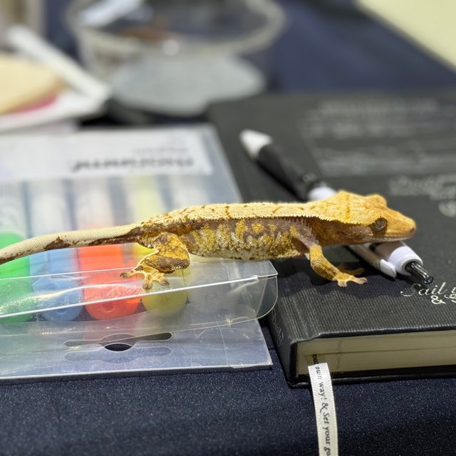 트라이 익스트림할리퀸