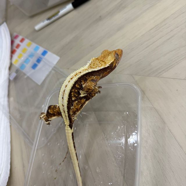 릴리화이트