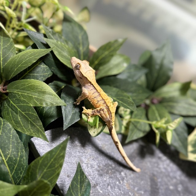 트라이 익스트림할리퀸