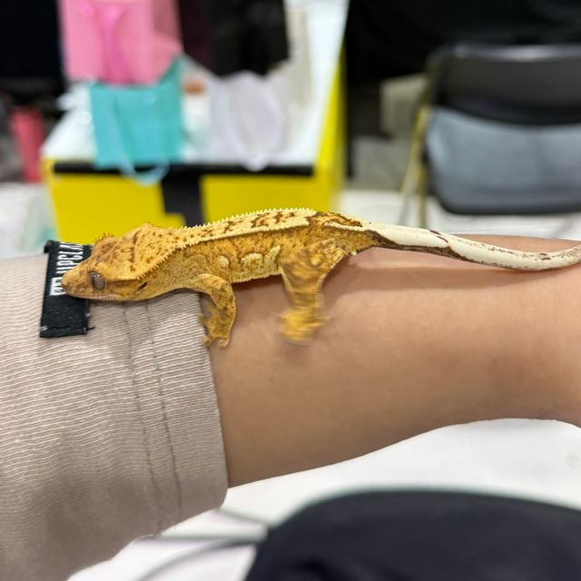크림시클