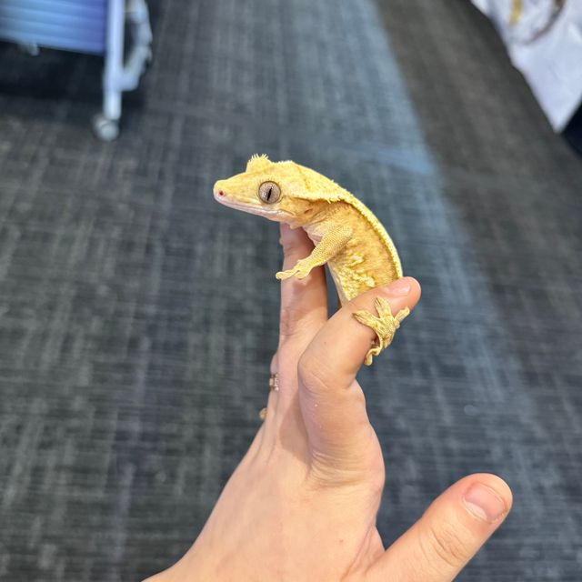 크림시클