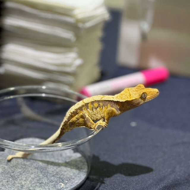 트라이 익스트림할리퀸