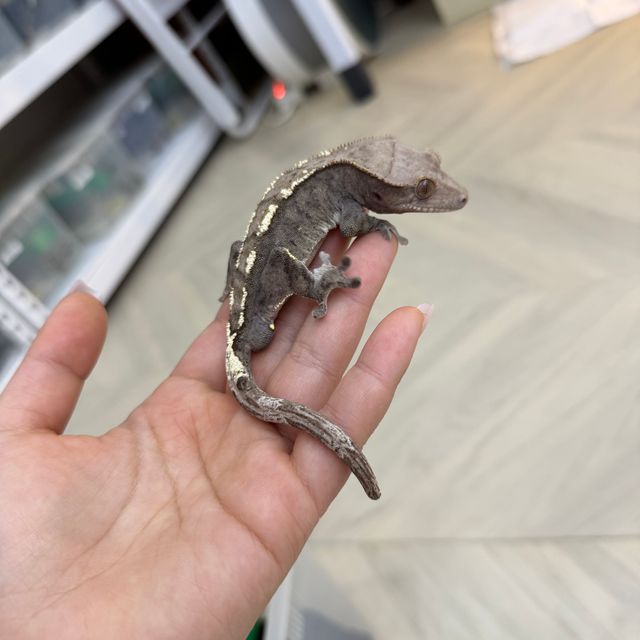 세이블