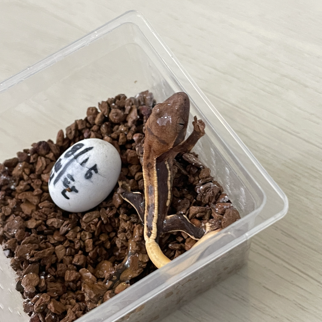릴리화이트 핀스트라이프