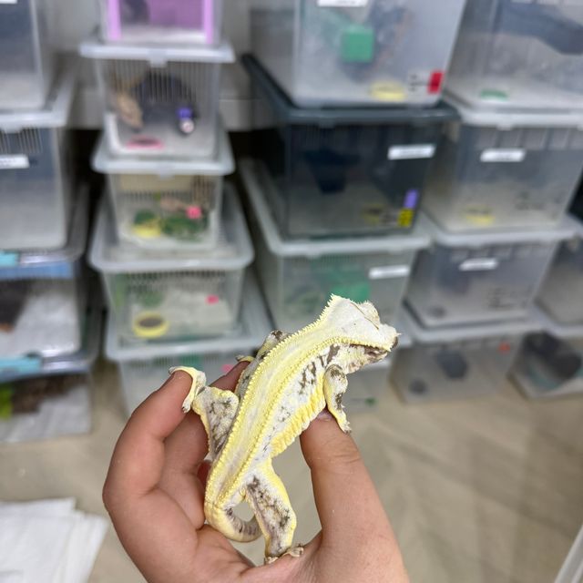 릴리화이트 화이트