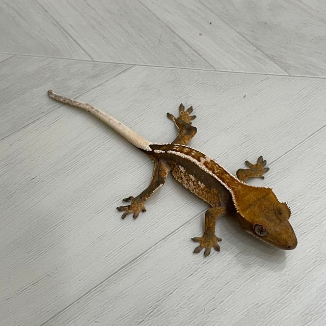 노멀 핀스트라이프 화이트핀 화이트스팟