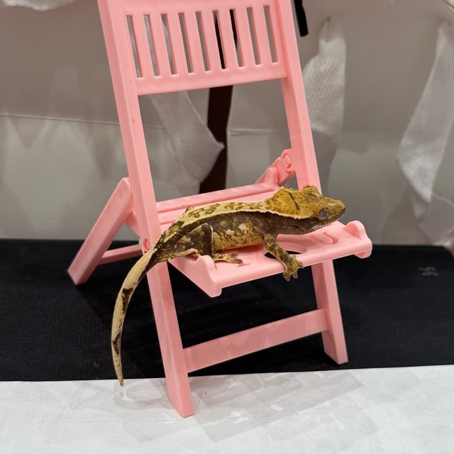 트라이 익스트림할리퀸