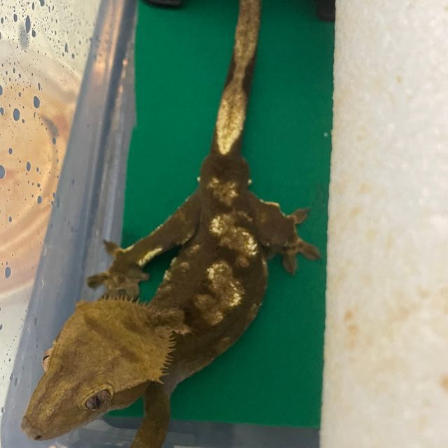 플레임 다크 챠콜