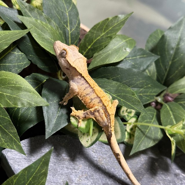 트라이 익스트림할리퀸