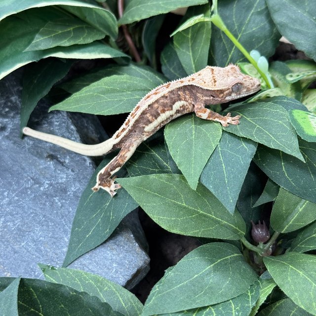 릴리화이트 다크