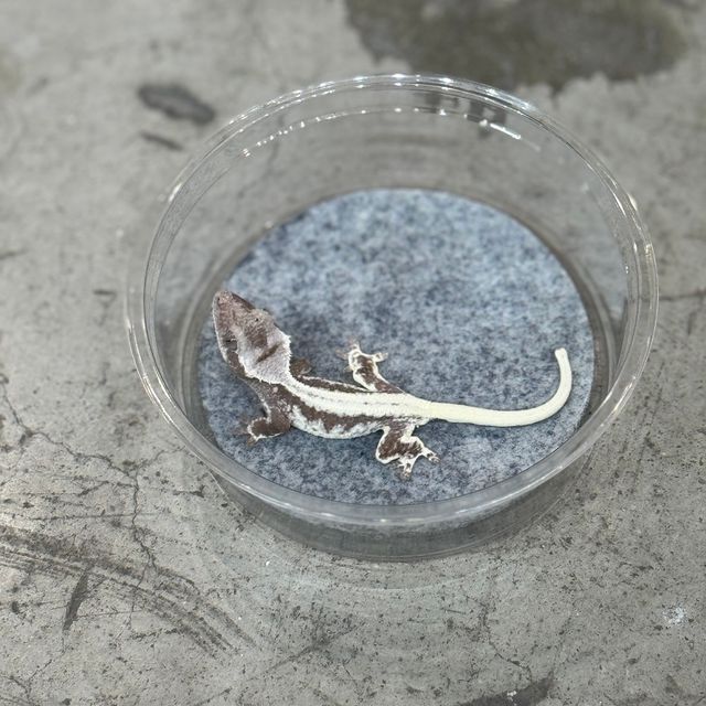 릴잔틱
