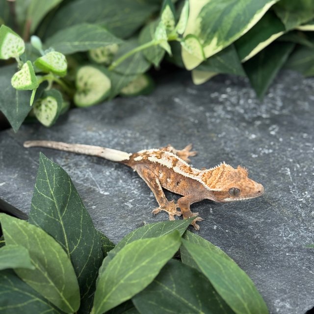 트라이 익스트림할리퀸