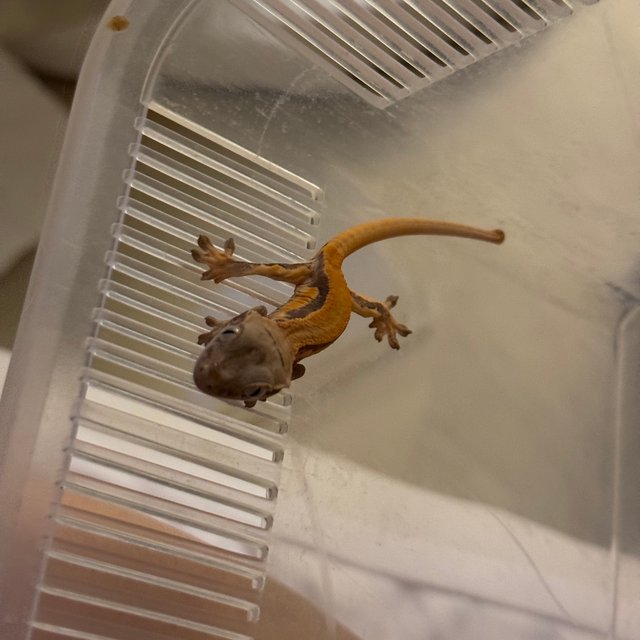 솔리드백 릴리화이트