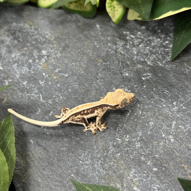 릴리화이트 화이트