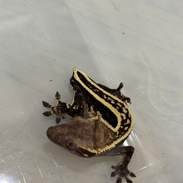 다크 엠티백 풀핀