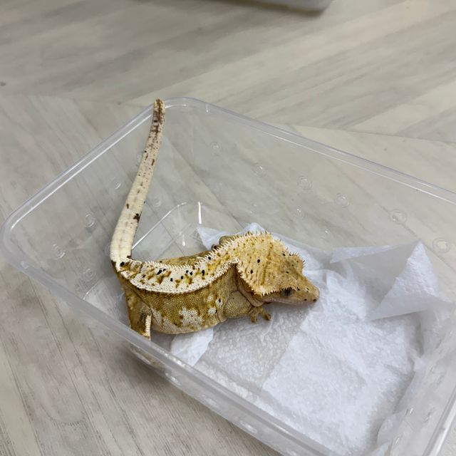 크림시클