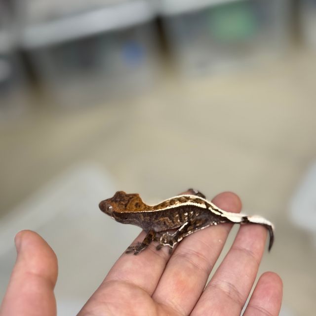 핀스트라이프 카푸치노 다크