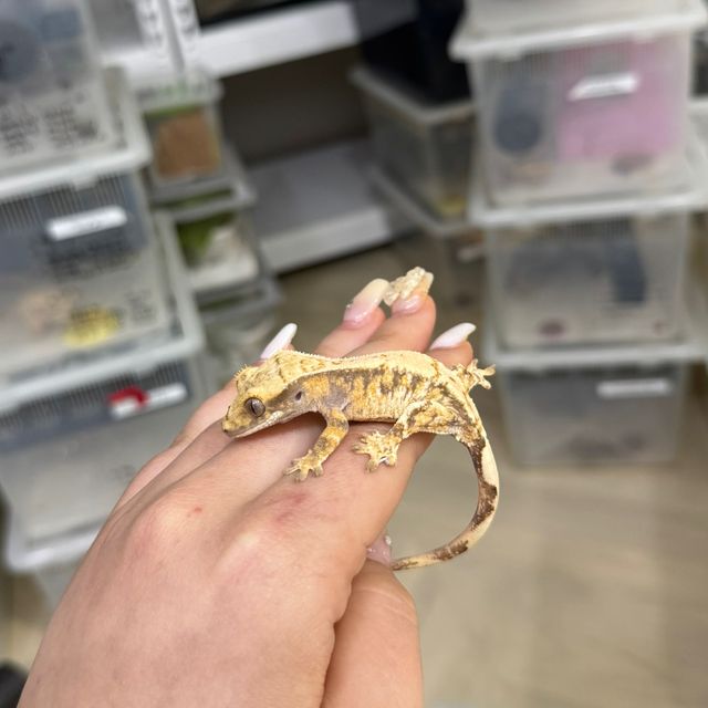트라이 익스트림할리퀸