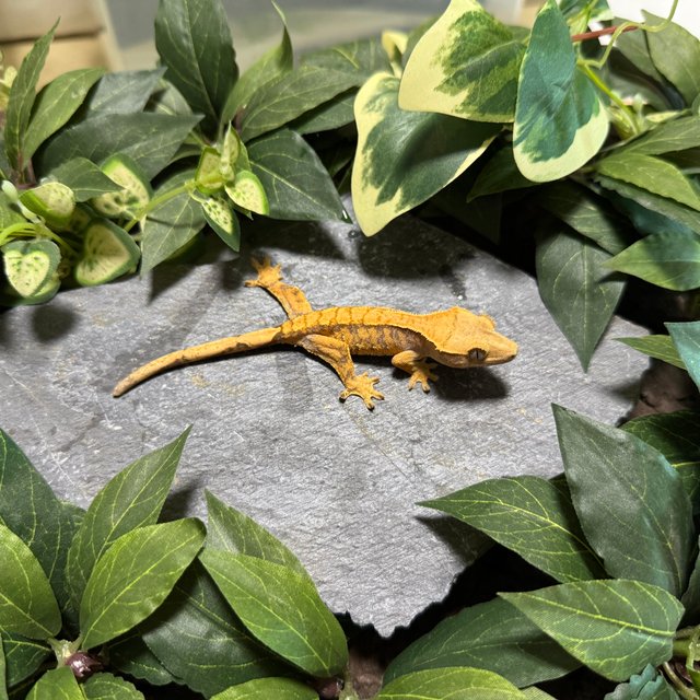 텐저린 트라이 익스트림할리퀸