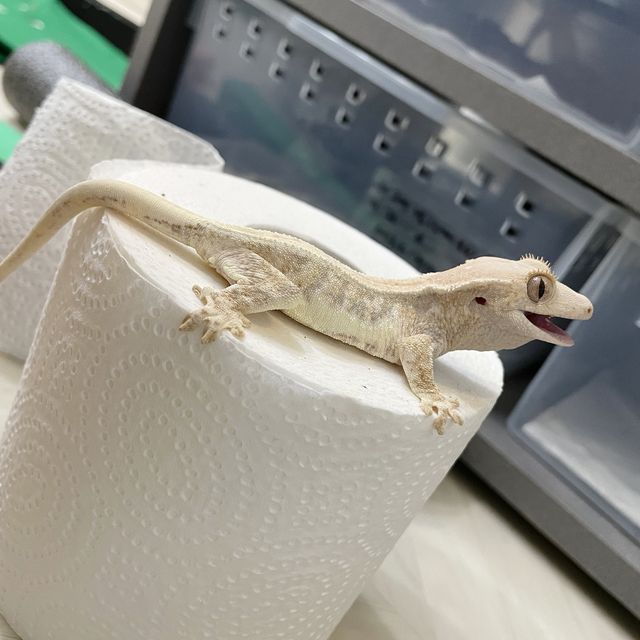 릴리화이트 화이트핀 화이트