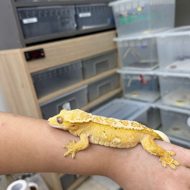 크림시클