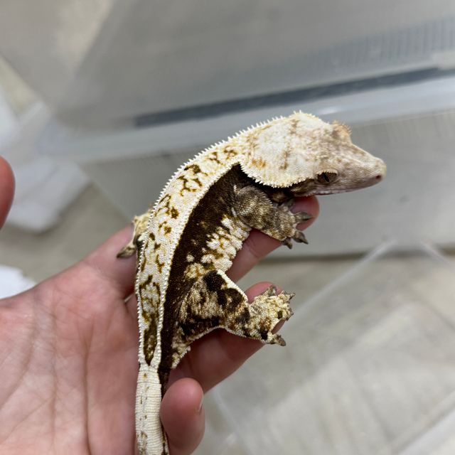 노멀 쿼드 화이트핀 풀핀