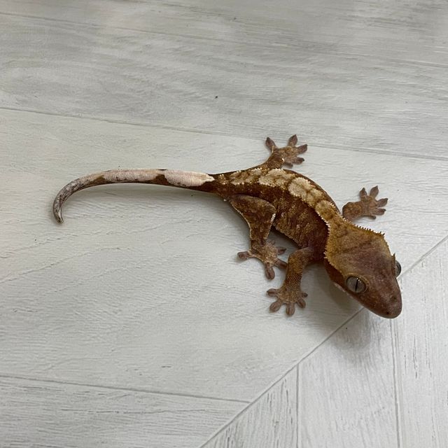 익스트림할리퀸 트라이 레드 노멀
