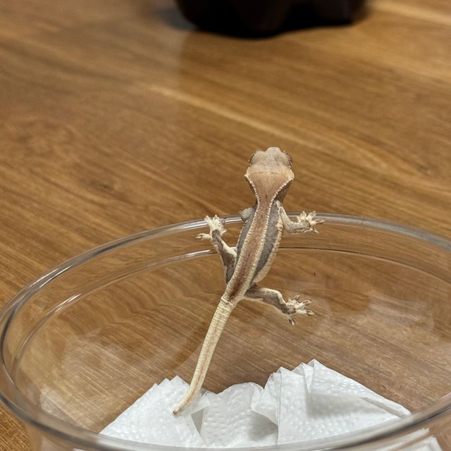릴리화이트