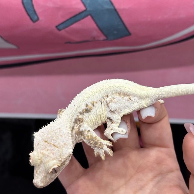 릴리화이트 솔리드백 화이트