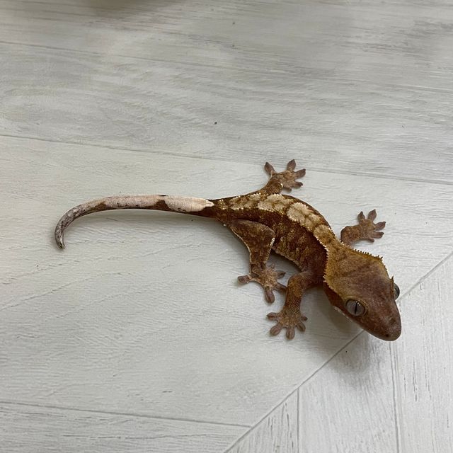 익스트림할리퀸 트라이 레드 노멀