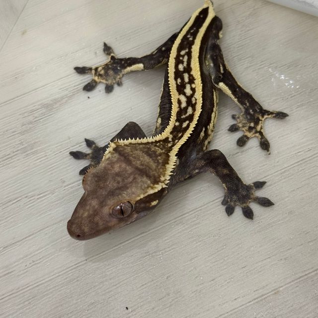 다크 엠티백 풀핀