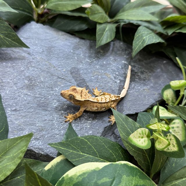 크림시클