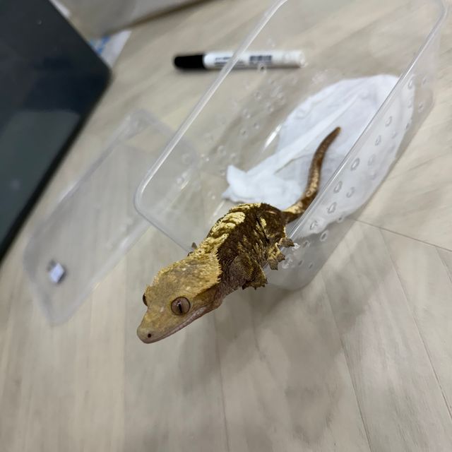 할리퀸 다크