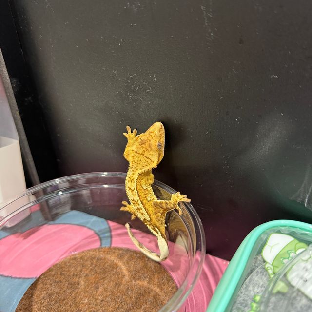 크림시클