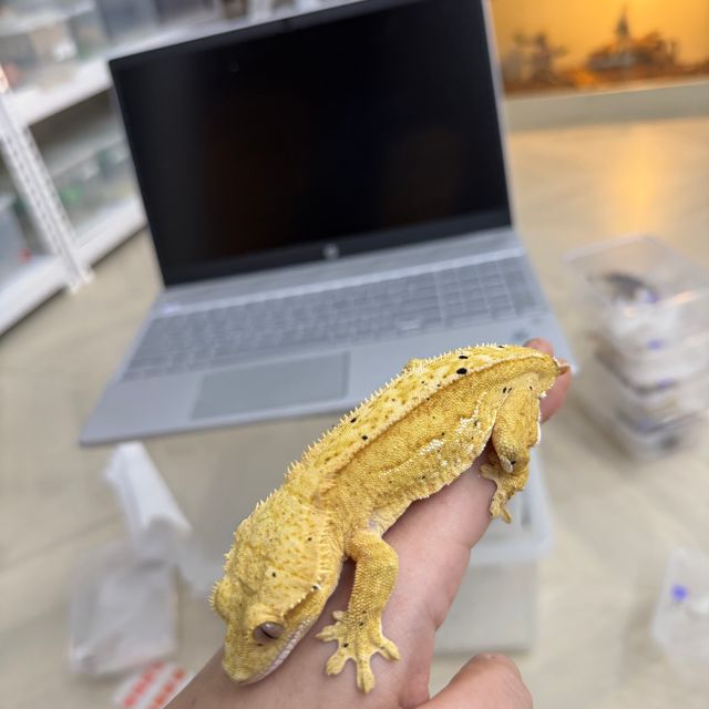 크림시클
