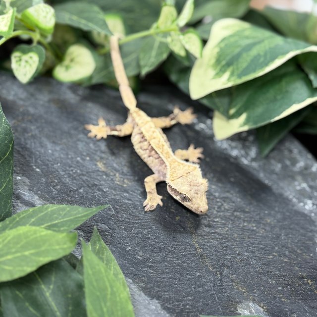 레드 트라이 익스트림할리퀸