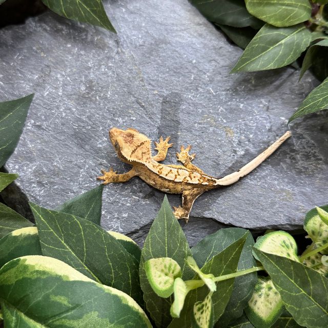 크림시클