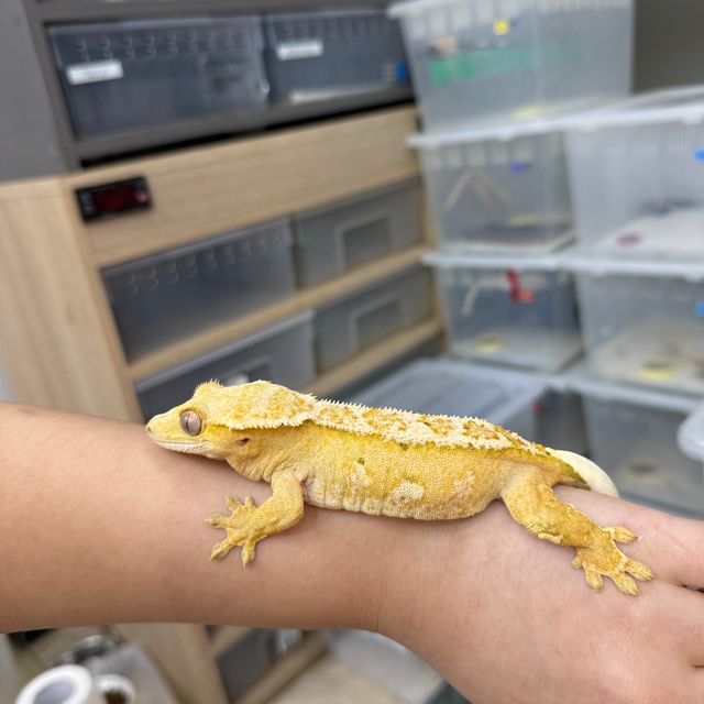 크림시클