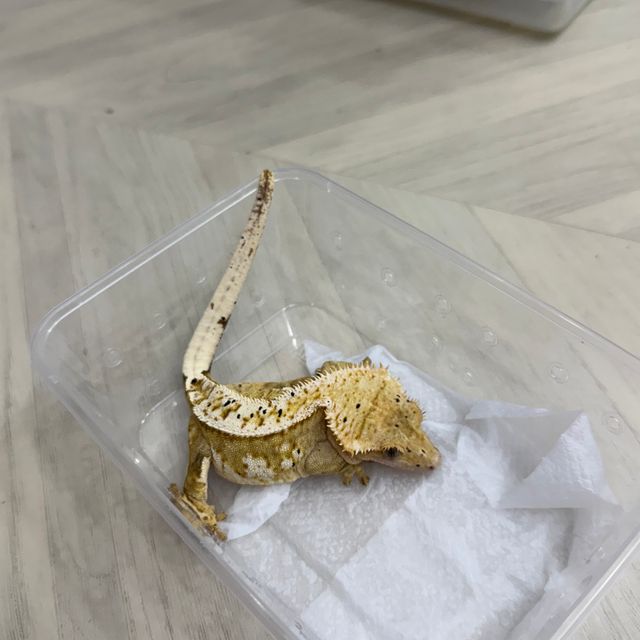 크림시클