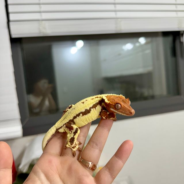 프라푸치노 텐저린