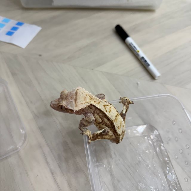 크림시클