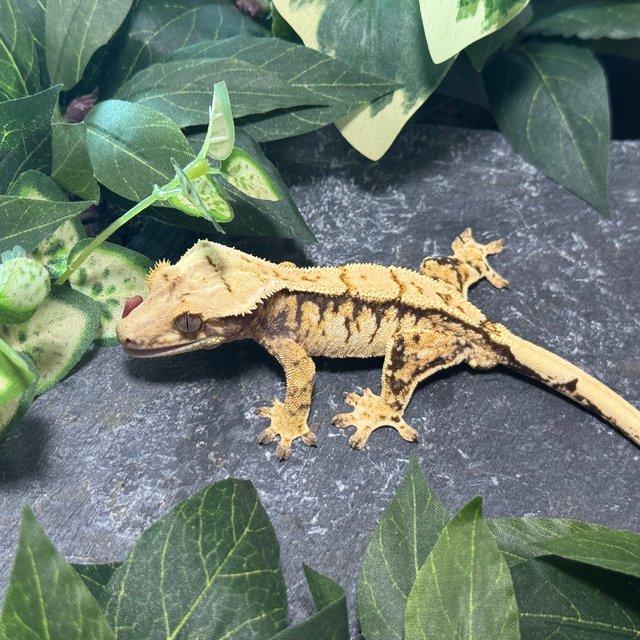 트라이 익스트림할리퀸 드리피