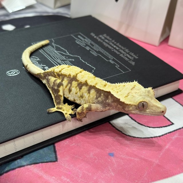 트라이 익스트림할리퀸